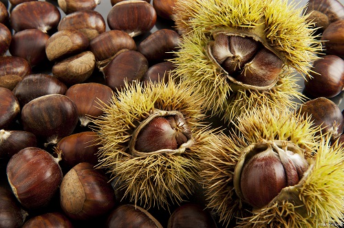 板栗冷库储存.jpg 板栗冷库储存.jpg